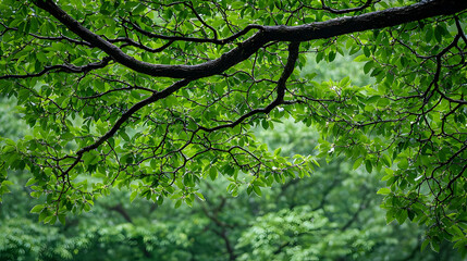 Fototapeta premium Lush Green Tree Branches and Leaves with Raindrops in a Dense Forest Backdrop during Daytime