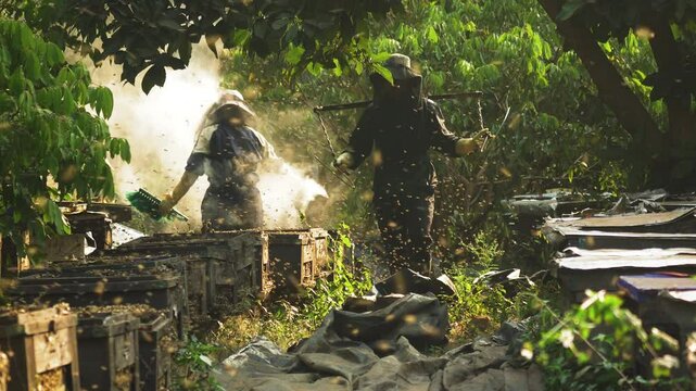 The air is filled with buzzing bees and pierced by the rays of the sun. Workers scurry between rows of hives with armfuls of frames, transfer them using a wooden shoulder yoke to make work easier
