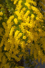 ミモザ・花
