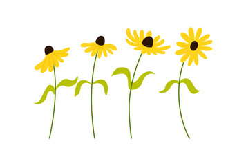 Naklejka premium Black eyed susans flowers on isolated background. Vector flat botanical illustration