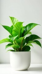 Stylish potted fern, bright green leaves on white , houseplant, closeup