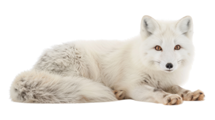 White arctic fox lying down on transparent background