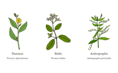 Collection of edible and medicinal plants. Hand drawn botanical vector illustration