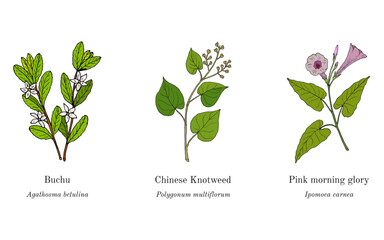 Collection of edible and medicinal plants