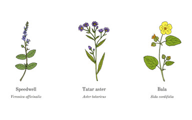 Collection of edible and medicinal plants