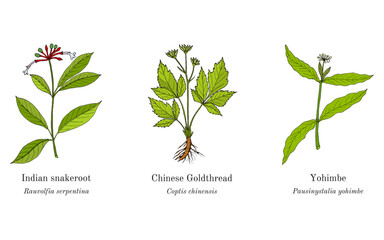 Collection of edible and medicinal plants