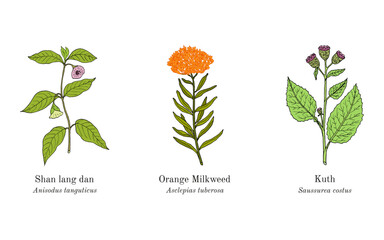 Collection of edible and medicinal plants. Hand drawn botanical vector illustration