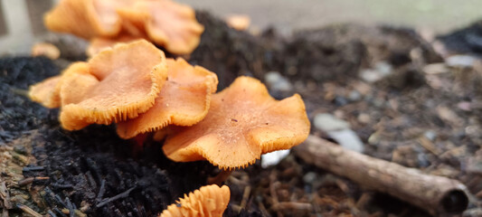 Wild mushrooms growing on trees