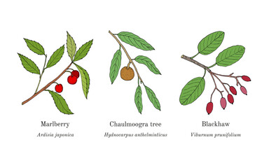 Collection of edible and medicinal plants. Hand drawn botanical vector illustration