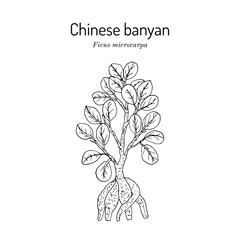 Chinese banyan, or Indian laurel (Ficus microcarpa), medicinal and ornamental plant. Hand drawn botanical vector illustration