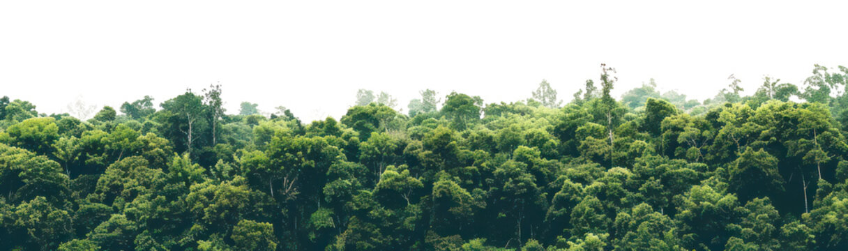 Fototapeta PNG Amazon forest landscape nature scenery natural.