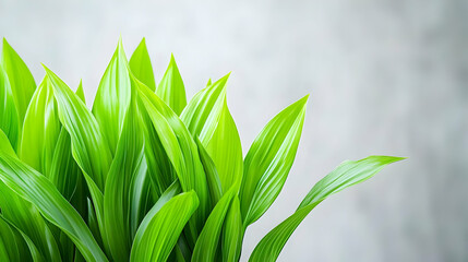Fototapeta premium Vibrant Green Plant Leaves With Detailed Texture Against A Gray Concrete Background With Soft Focus