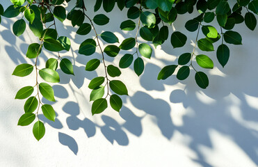 Green leaves hanging with shadows on a white wall creating a natural and calming visual effect scene