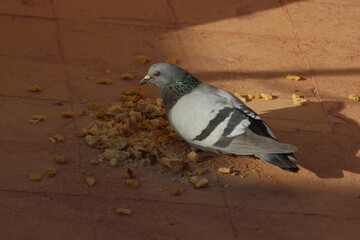 A close-up shot of a pigeon eating dry bread