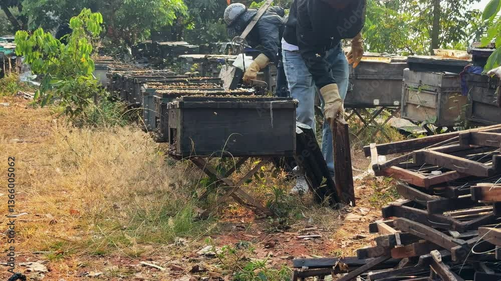 Poster one worker carries empty honeycomb frames while another inserts them into hives