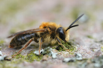 Closeup on a male red-tailed mining bee, Andrena haemorrhoa