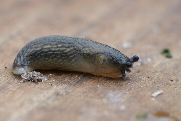 Closeup on a juvenile Spanish slug, Arion vulgaris on wood in the garden