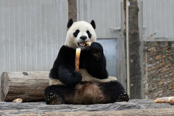 A Portrait of Male Panda Returned from USA, Xiao Qi Ji, Wolong, China
