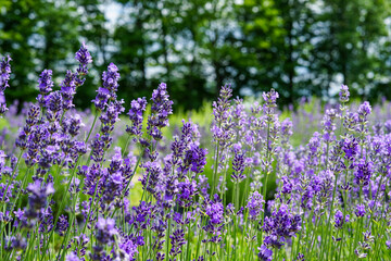 Obraz premium Lavender field in bloom, purple flowers