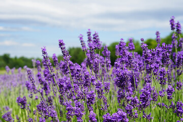 Obraz premium Lavender field in bloom, purple flowers