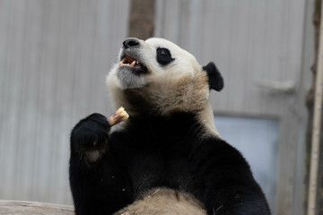 A Portrait of Male Panda Returned from USA, Xiao Qi Ji, Wolong, China