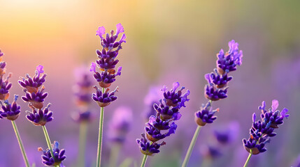 Purple Lavender Field At Sunset