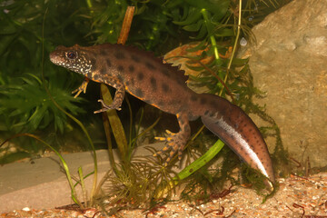 Closeup on a colorful male Triturus carnifex, Italian crested newt, underwater