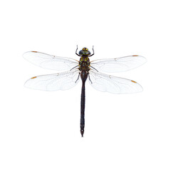 Canada Darner, Aeshna canadensis dragonfly insect isolated cutout on transparent