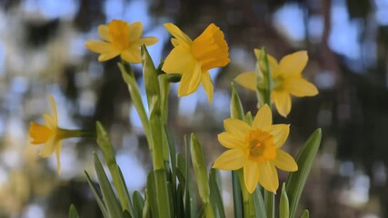 Spring background. Beautiful colorful daffodils or narcissus close-up in morning light. Amaryllidaceae. Yellow daffodils in spring, daffodils in the garden. Daffodils symbol of easter.