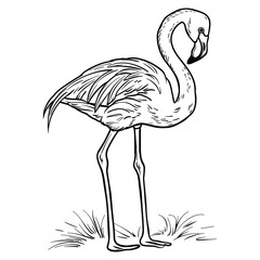 Hand-drawn Flamingo Illustration - Black and White Line Art
