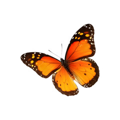 Fototapeta premium Orange Monarch Butterfly - Close-Up - Transparent Background PNG