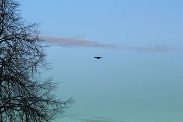 Short-eared Owl in low-level flight