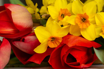 plantes et fleurs de printemps