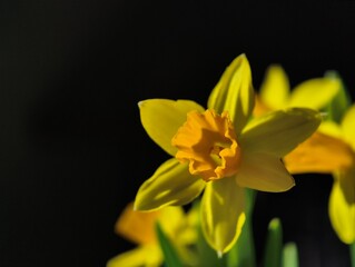 Spring background. Beautiful colorful daffodils or narcissus close-up in morning light. Amaryllidaceae. Yellow daffodils in spring, daffodils in the garden. Daffodils symbol of easter.