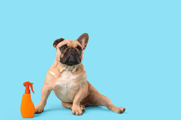 Cute French bulldog with bottle of sunscreen on blue background