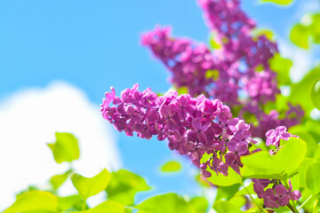Purple lilac flowers blooming against a bright blue sky  