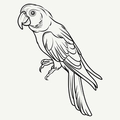 Hand-drawn Parrot Illustration - Black and White Line Art