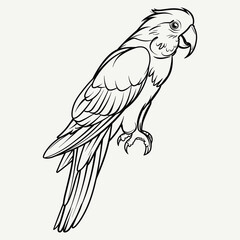 Hand-drawn Parrot Illustration - Black and White Line Art