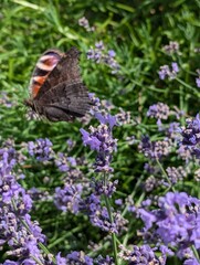 butterfly on a flower lavender 