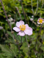 Obraz premium pink and white flowers on the forest