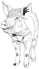 Sketch of a Cute Pig - Hand-drawn Ink Illustration