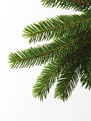 Fresh evergreen branches display vibrant green needles against a light background, capturing the essence of nature's beauty in a simple arrangement ideal for decoration
