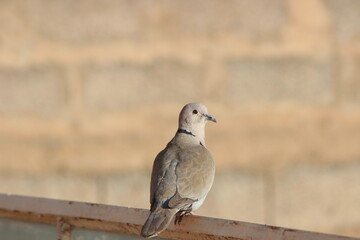 A close-up shot of a collared dove