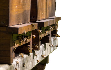 Swarms of bees at the hive entrance in a heavily populated honey bee