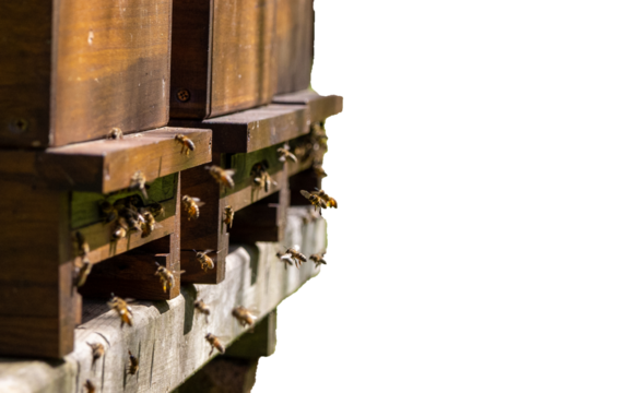 Swarms of bees at the hive entrance in a heavily populated honey bee