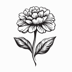 Marigold flower with leaf image vector isolated on white background.