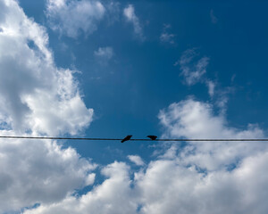 pigeons sitting on a power line against blue sky