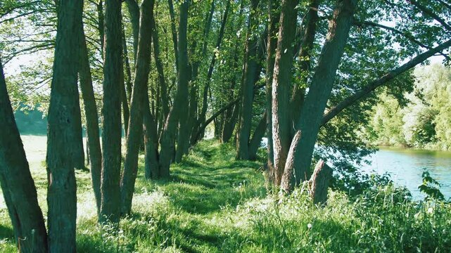 Gorgeous summer nature by the river. Beautiful river in summer in the sunlight at sunset. Calm flow of the river. Reflection of the sky and trees in the water. 