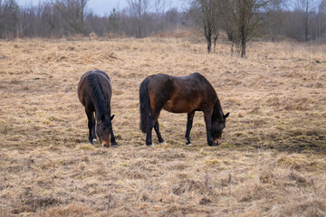 horses grazing on a rainy spring day