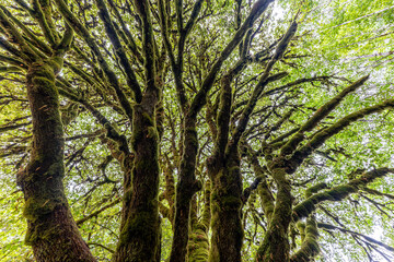 Tree at the Marymere Falls in the Olympic National Park, WA